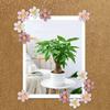 50Pieces Flower Push Pin for Office Bulletin Board Fabric Marking Picture Hanging Cork Notice Board Thumb Tacks