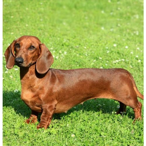 Genuine Leather Keychain Dachshund Dokodemo Dog VANCA CRAFT (Handmade by Artisans in Japan)