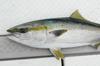 JACKALL Big Backer Fall Trick Raw Whitebait 84mm / 27.7g
