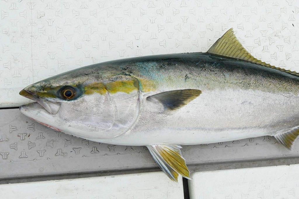JACKALL Big Backer Fall Trick Raw Whitebait 84mm / 27.7g