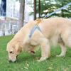 Yousheng Pet Chest Strap Multi-color Anti-escape Adjustable Fashion Pet Harness Traction Leash for Outdoor