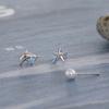 [SET] Dolphin Star Earrings (2colors)
