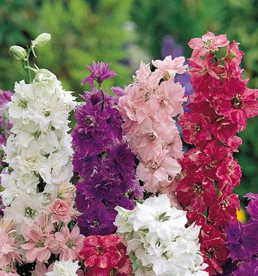 100 semi di Larkspur nani - Permacultura SemiSauvage