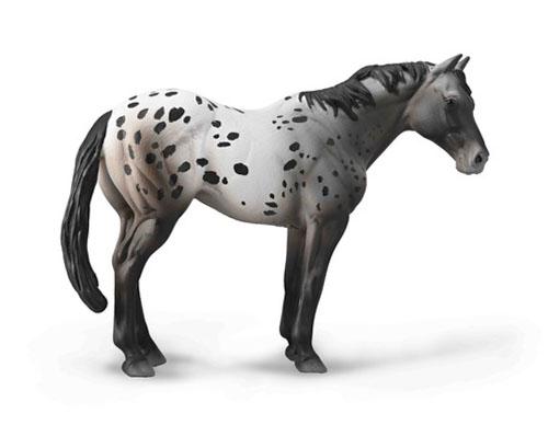 Collecta. Blue roan Appalossa
