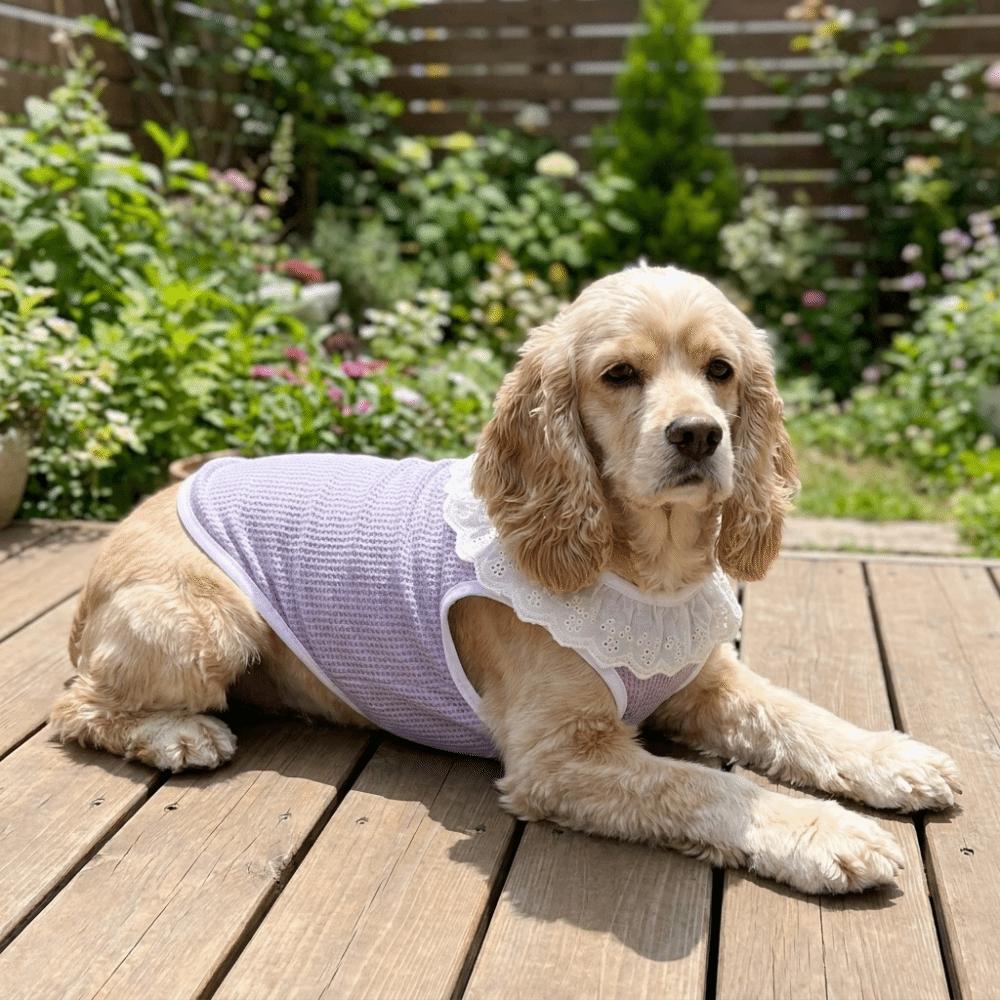 Thin Breathable Mesh Dog Vest Round Neck Dog Cooling Vest Cooling Pet Vest  Photography