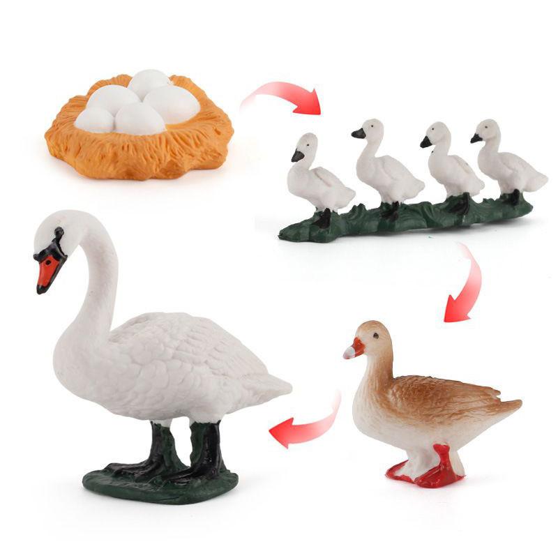 Enchanting Simulation Solid Turtle Chick Frog Animal Growth Cycle Montessori Teaching Aids For Unique Gifts And Decorative Accents