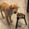 Supporto Regolabile Rialzato per Ciotole da Cane per Cani di Taglia Media e Grande (Ciotole non incluse)