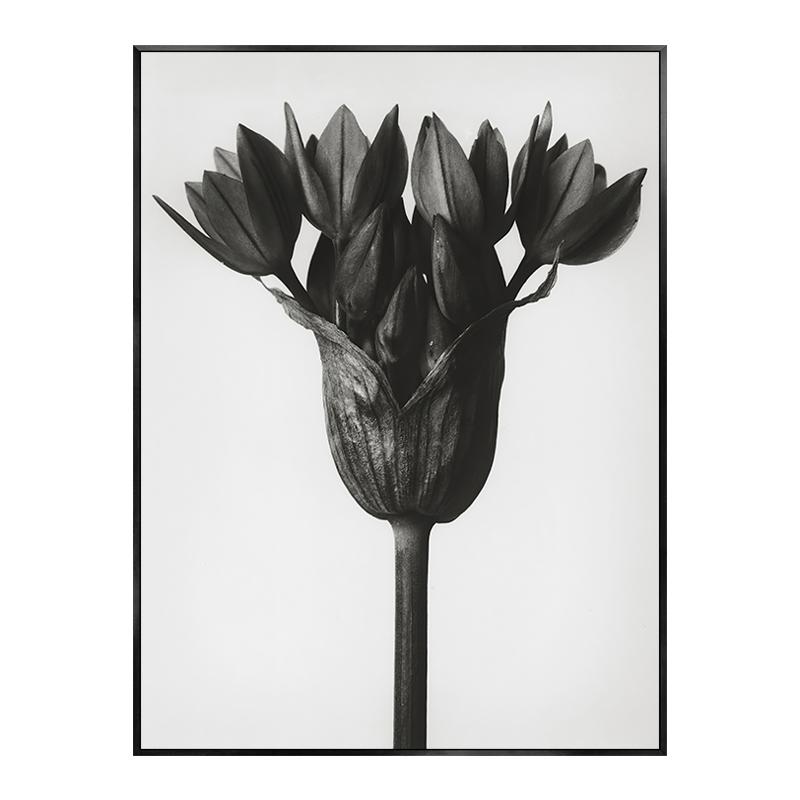 

Скандинавские растения Постеры Принты Черно-белая Декоративная Холст Живопись Настенное Искусство Картины Минималистичная Гостиная Украшение дома 21x30cm No Framed