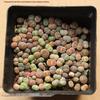 Rare Lithops Succulent Pot: Diverse Colors & Varieties