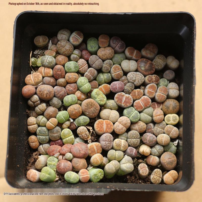 Rare Lithops Succulent Pot: Diverse Colors & Varieties
