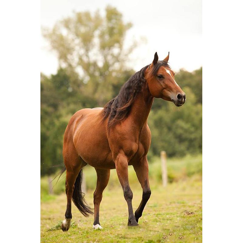 At DIY 5D Elmas Boyama Tam Yuvarlak Matkap Hayvan Elmas Nakış Çapraz Dikiş Mozaik Kitleri Reçine Duvar Sanatı Ev Dekor