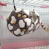 For Pet Supplies Hanging Bird Nest Plush Squirrel Beds Hamster Cage Pet Hammock Pet Sleeping Bag