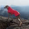 Outdoor Dog Jacket Windproof Waterproof Large Breeds Reflective Adjustable Coat Weimaraner Retriever Winter Warm Pet Clothes