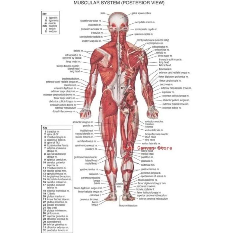 Muscular System Posters Anatomy Chart Human Body Canvas Painting Print Wall Art School Medical Educational Supplies