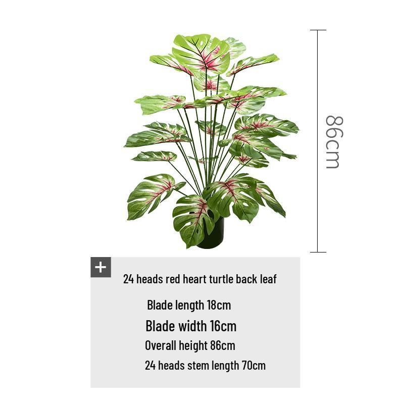 Red Heart Philodendron Plant for Garden & Wedding Decor