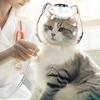 Tragbarer transparenter Anti-Biss- und Kratz-Katzenkopfschutz für den Außenbereich, hohles Design, atmungsaktiv und wärmeableitend, Katzenhelm, vielseitiges Haustierzubehör