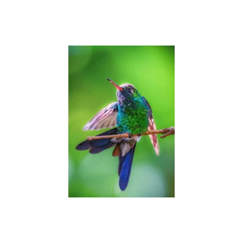 Hummingbirds Posters and Prints Canvas Painting Bird Animal Cuadros Wall Art Pictures for Living Room Modern Home Decor No Frame