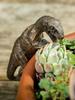 Decorated dinosaur statues, plant hangers decorated dinosaurs, cute animals, potted plants, buddies, dinosaurs, decorative hange
