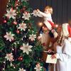 Christmas Star of Bethlehem Flowers 6 Pcs Champagne [Se-Gb17]