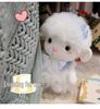 Cute Little Lamb Plush Toy - Comfort Doll for Kids & Birthday Gift for Girls