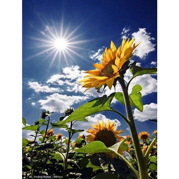 

5D Алмазная картина, вышивка крестом, Подсолнух, Полная картина, Художественные бусины, Домашний декор, Круглая