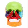 15 Parts Human Skull Model Half Size Teaching Skull Model Mini Mini Skull Model  Educational Study