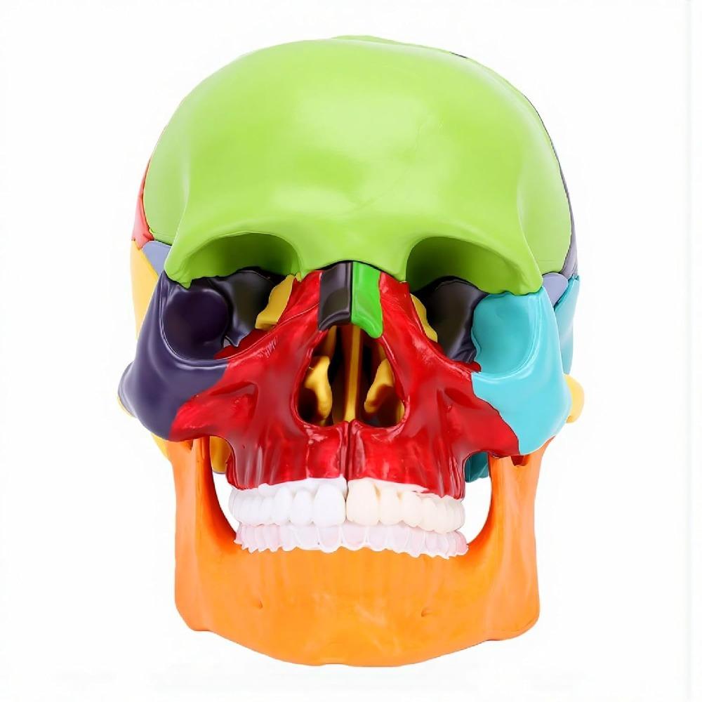15 Parts Human Skull Model Half Size Teaching Skull Model Mini Mini Skull Model Educational Study