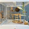Natural Vine Parrot Swing Chew Toy Interactive Training Hanging Cage Decor For Budgies Cockatiels Small Pet Birds Supplies
