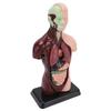 Human Body Anatomy Model 7 Removable Parts 10.24 Inch Human Torso Anatomical Model for School Medical Education Display