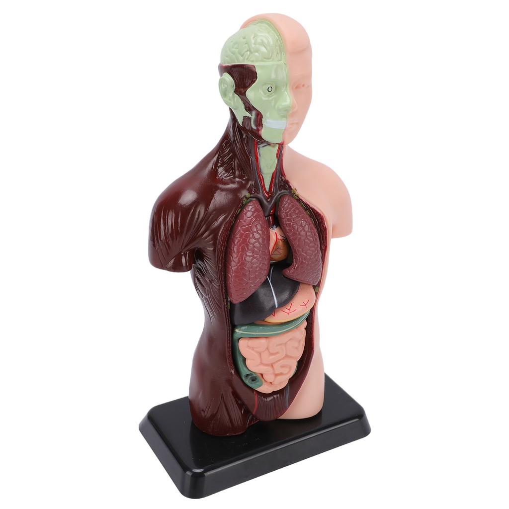 Human Body Anatomy Model 7 Removable Parts 10.24 Inch Human Torso Anatomical Model for School Medical Education Display