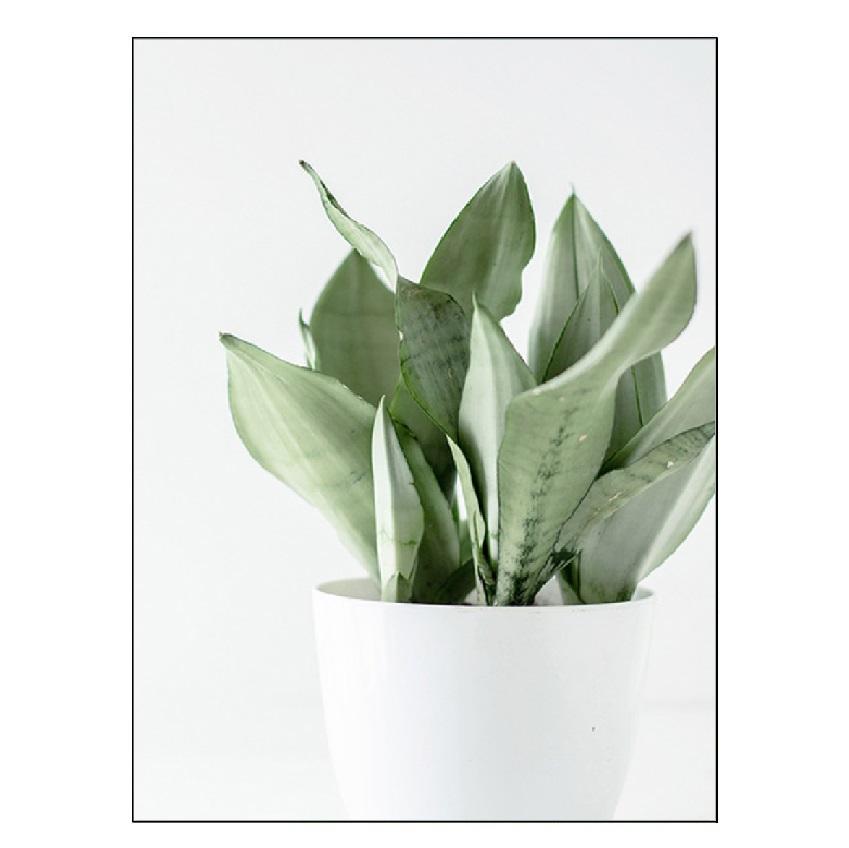 Weiße Tulpe, grüne Sukkulenten, Aloe, Monstera, Pflanzenkunst, nordisches Poster, Leinwandmalerei und Druck von Wandbildern für die Wohnzimmerdekoration