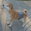 Male Dog Physiological Pants Solid Color Pet Politeness with Belt Anti Harassment Pants Dog Diaper