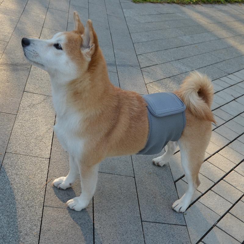 Male Dog Physiological Pants Solid Color Pet Politeness with Belt Anti Harassment Pants Dog Diaper