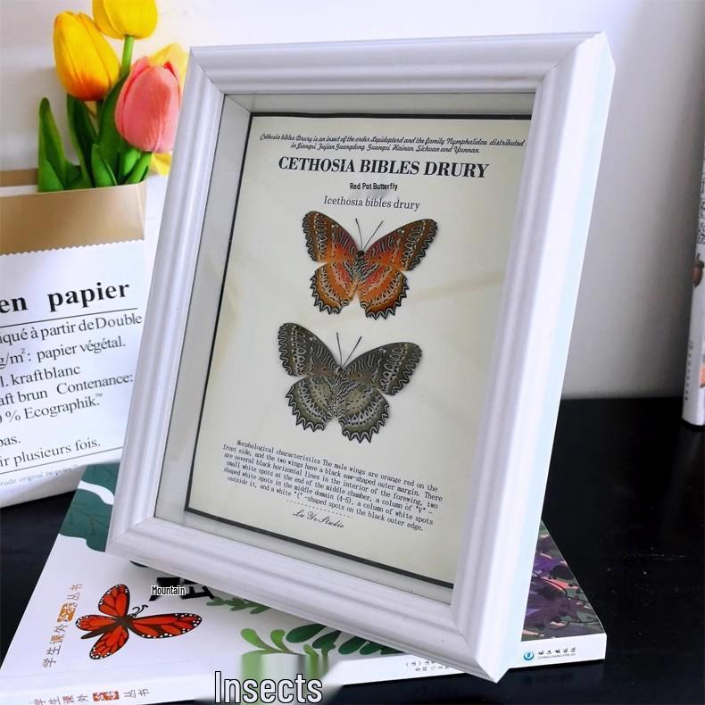 European & American Style Retro Real Butterfly Specimen Display: Glass Photo Frame for Tabletop Decor with Small Pets, Cats, & Reptiles