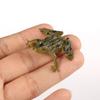 Character Figure Fun Toys Colorful Realistic Frog Action Figures Frogs Model Toys Assorted  Frog