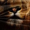 3D Löwenmuster Digitaldruck Dreiteiliges Set Tier Bettbezug Bettlaken Bettwäsche