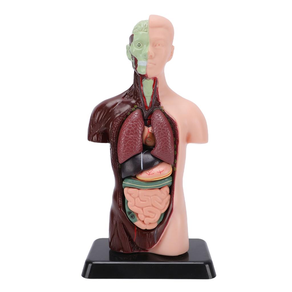 Human Body Anatomy Model 7 Removable Parts 10.24 Inch Human Torso Anatomical Model for School Medical Education Display