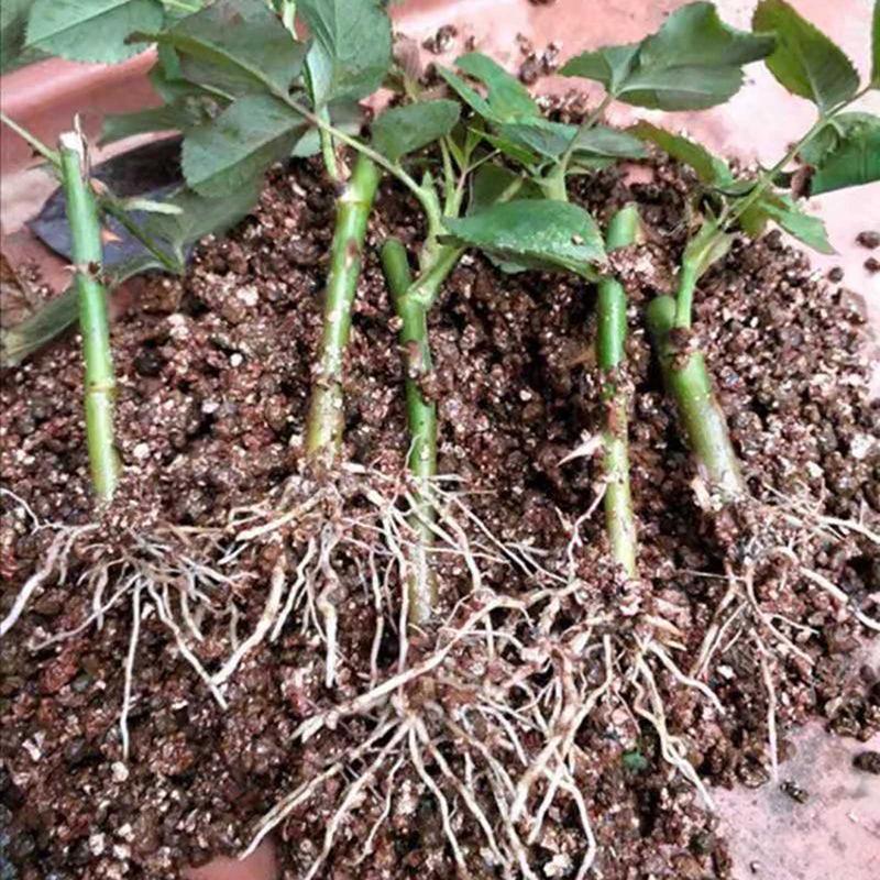 3 Balení 30G Prášek pro rychlé zakořenění Prášek s růstovým hormonem Zlepšuje kvetení Míra přežití řízků Ponořovací prášek Hnojivo