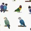 Wall Sticker Moisture-proof Removable PVC Parrot Painting Wall Decal for Nursery Room