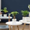 Household Anti Rots Auto-Watering Planter for Living Room Plant Flowers Automatic Water-Absorbing Flowerpots