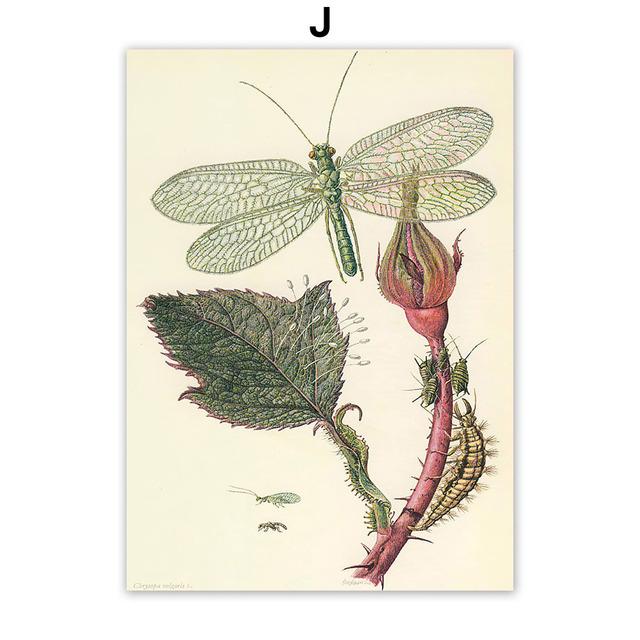 Vintage Käfer Insekt Probe Illustration Nordic Wand Kunst Leinwand Malerei Poster Und Drucke Bilder Für Wohnzimmer Dekor