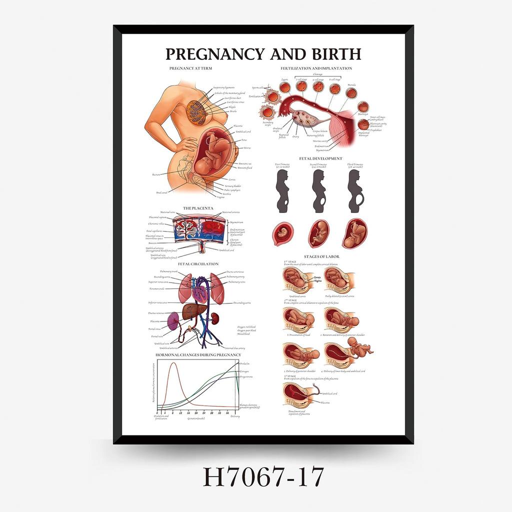Human Tissue Structure Muscle Gym Medical Education Decorative Canvas Painting Poster Wall Art for Home Decor