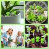 40 Stück Mini-Grüne Plastikfrösche Kleine Froschfigur Winzige Frösche Zum Verstecken Feengarten Miniaturpuppenhaus Heimdekoration Partyzubehör