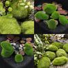 Marimo Moss Balls Konstgräs Sten Torv Mini Fairy Garden Micro Terrarium