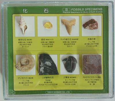 Tokyo Science 8 Types of Fossil Specimens Shark Tooth Dinosaur Fern (snail Fossil, Amber, Fossil, Bone, Ammonite, Fossil, Trilobite, Stromatolite)