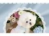 Sommer Prinzessin Haustierkleid: Katzen- und Hundewedding, Ballett, Geburtstagsrock