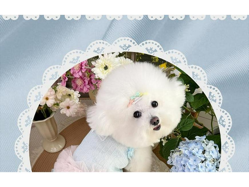 Sommer Prinzessin Haustierkleid: Katzen- und Hundewedding, Ballett, Geburtstagsrock