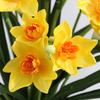 Simulated Fake Flower Artificial Flower Arrangement Bouquet Multi-headed Daffodil Simulated Daffodil Green Plant Decoration Ornament Potted Plant