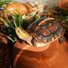 Ceramic Turtle Dodge Cave Breathable Decorative Fish Shrimps Shelter House Climbing Hill Landscaping Crab Safe House Fish Tank