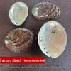 Natural Abalone Shell Incense Holder - Seashell Handicraft for DIY and Aquarium Use